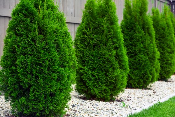 Arborvitae Planting in Morgan Hill