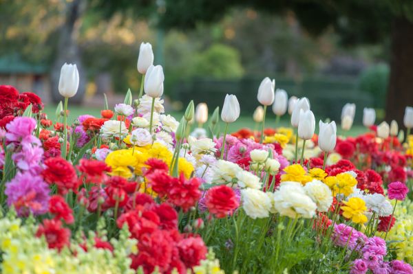 Gardening Service in Morgan Hill