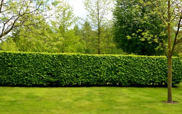 Hedge Planting in Morgan Hill