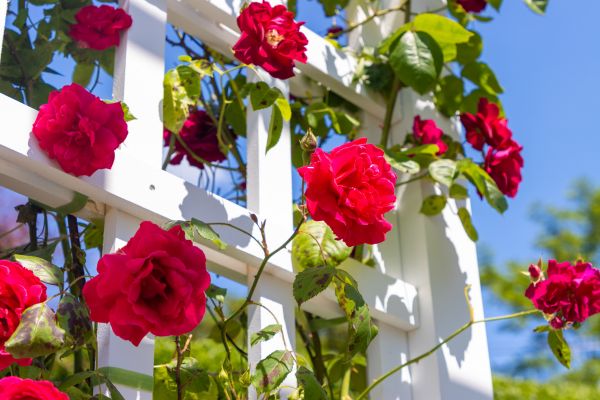 Home Gardening Service in Morgan Hill