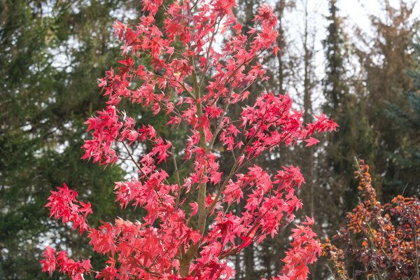 Japanese Maple Planting in Morgan Hill