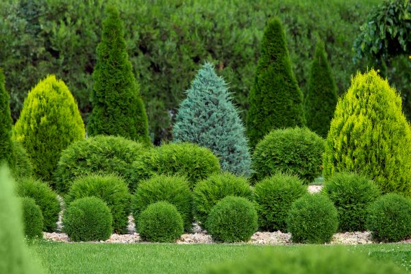 Shrub Replacement in Morgan Hill