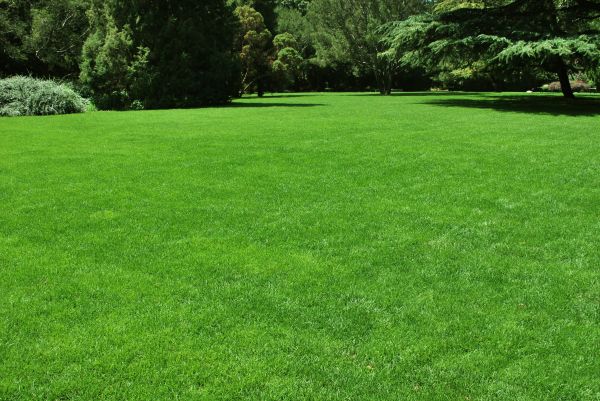 Lawn Landscaping in Morgan Hill