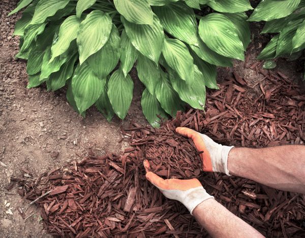 Shredded Mulch Service in Morgan Hill