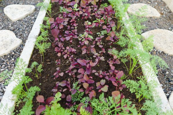 Edging Installation in Morgan Hill