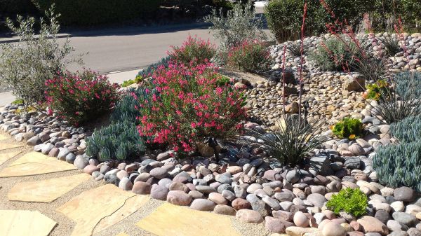 Xeriscape Landscaping in Morgan Hill