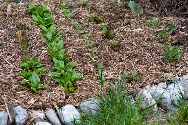 Mulch Service in Morgan Hill