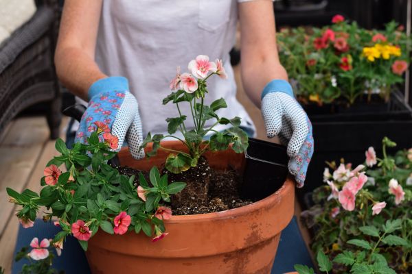 Plant Care Service in Morgan Hill