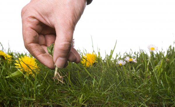 Lawn Weeding in Morgan Hill