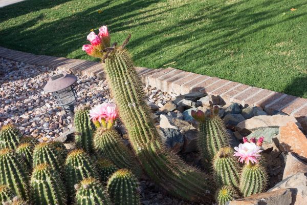 Desert Landscaping in Morgan Hill
