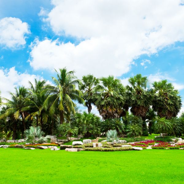 Tropical Landscaping in Morgan Hill