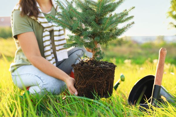 Spruce Tree Planting in Morgan Hill