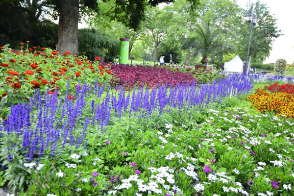 Perennials Planting in Morgan Hill