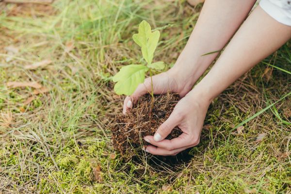 Oak Tree Planting in Morgan Hill