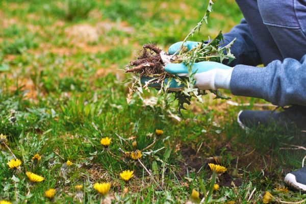 Flower Bed Clearing in Morgan Hill