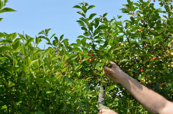 Cherry Tree Pruning