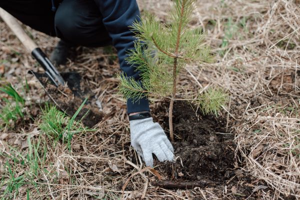 Pine Tree Planting in Morgan Hill