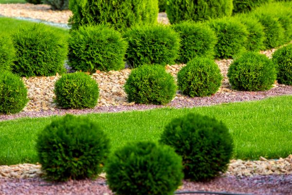 Bush Replacement in Morgan Hill