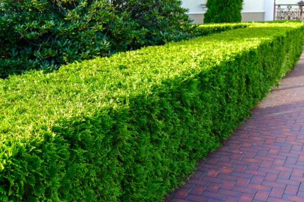 Hedge Installation in Morgan Hill