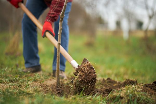 Trees Planting in Morgan Hill