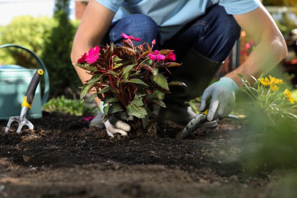 Plant Replacement in Morgan Hill