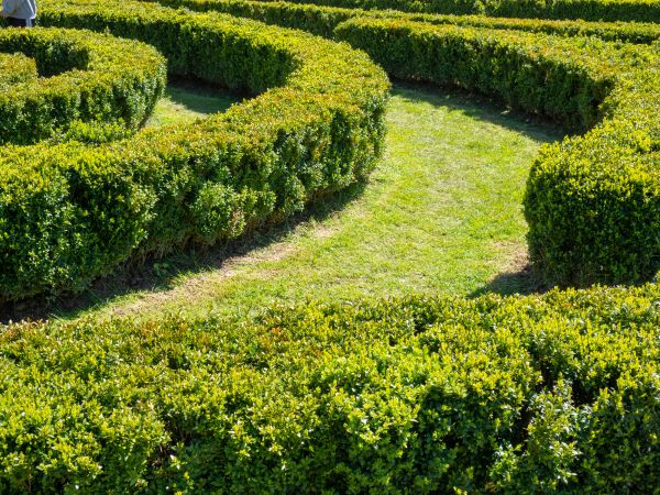 Bush Landscaping in Morgan Hill