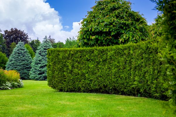 Hedge Landscaping in Morgan Hill