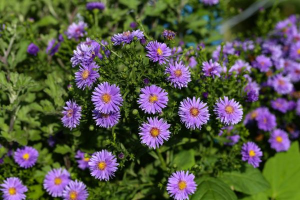 Perennial Flower Planting in Morgan Hill