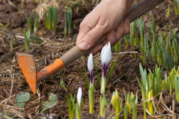 Flower Garden Weeding in Morgan Hill