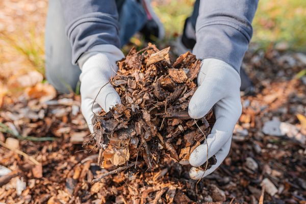 Shredded Mulch Installation in Morgan Hill