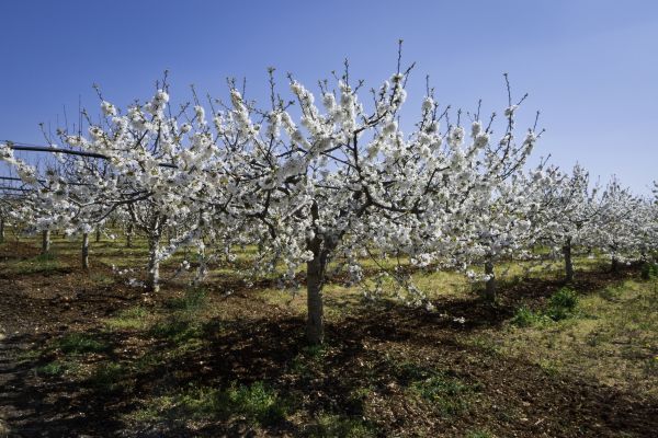 Orchard Planting in Morgan Hill
