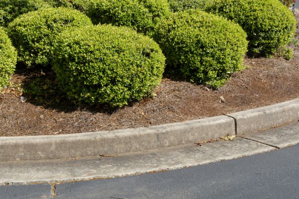 Pine Mulch Installation Service