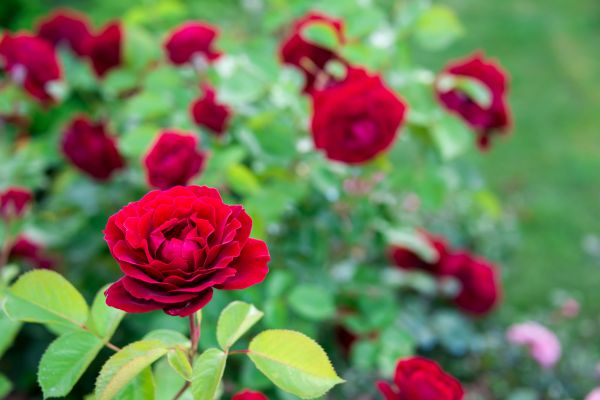 Rose Planting in Morgan Hill