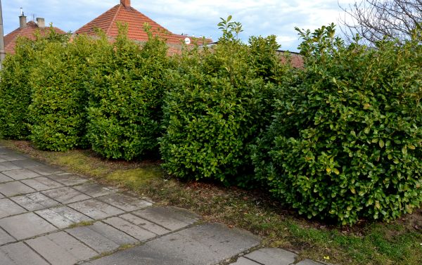 Privacy Shrub Installation in Morgan Hill