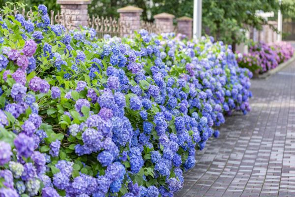 Hydrangea Landscaping in Morgan Hill