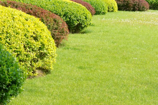 Shrubbery Planting in Morgan Hill