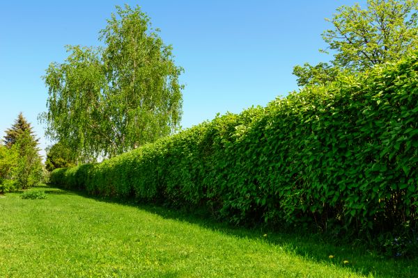 Hedge Replacement in Morgan Hill