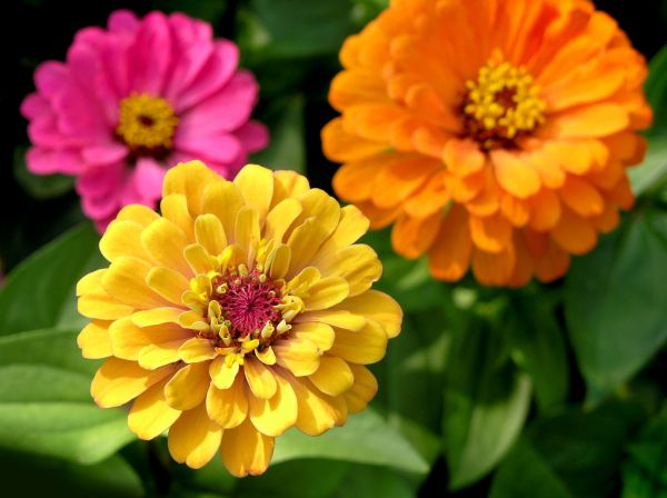 Zinnia Planting in Morgan Hill