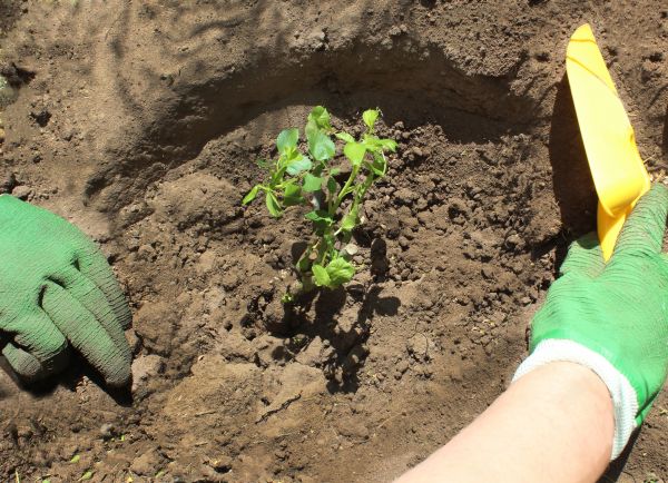 Rose Bush Planting in Morgan Hill