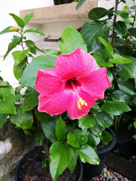 Hibiscus Planting in Morgan Hill