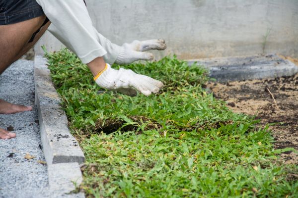 Ground Cover Planting in Morgan Hill