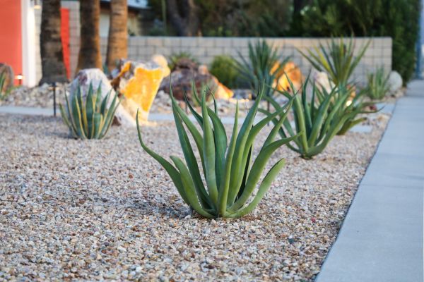 Drought Resistant Landscaping in Morgan Hill
