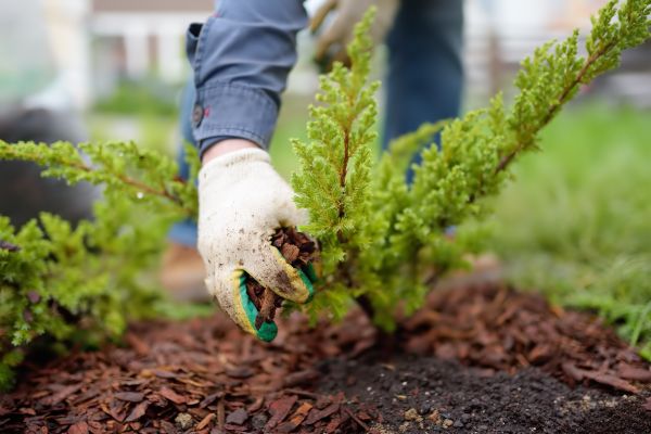 Church Mulching in Morgan Hill