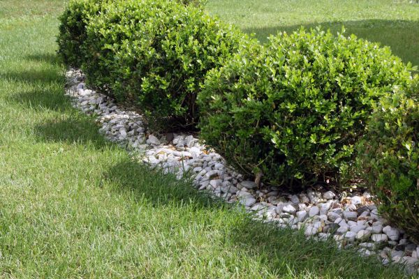 Boxwood Planting in Morgan Hill