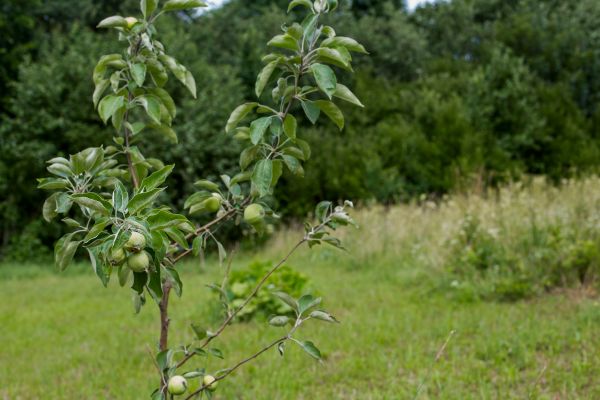 Apple Tree Planting in Morgan Hill