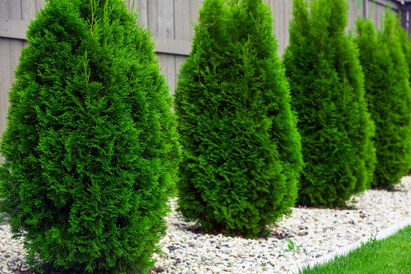 Arborvitae Planting