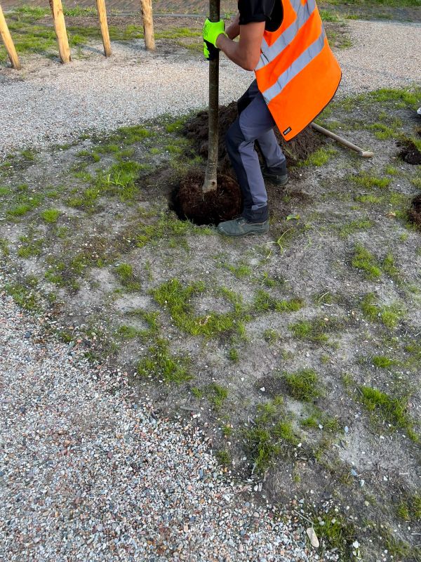 Tree Planting Service detail