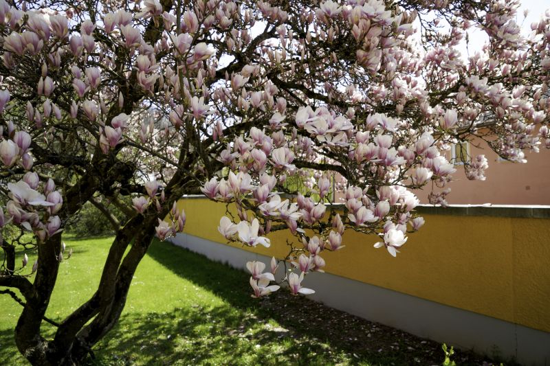 Magnolia Tree Planting