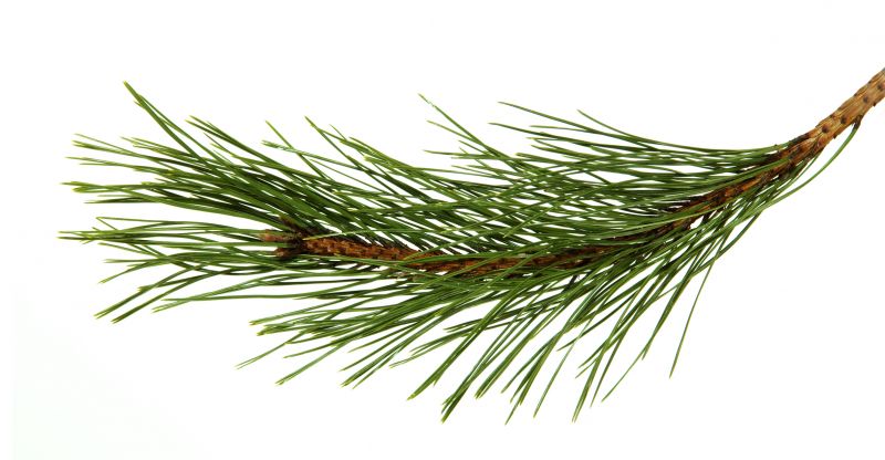 Pine Needles Installation